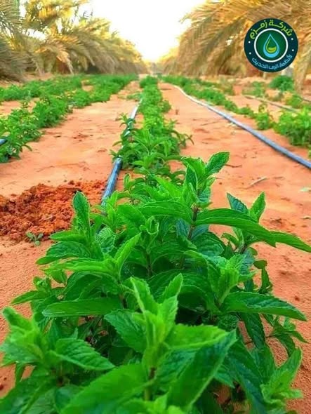 من مواقع تنفيذ شبكات الري